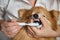 Toothbrush gently cleans fangs of German Spitz by a veterinarian in the clinic