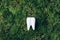 Toothbrush stand shaped primary tooth on green moss background. Top view. Copy space Signboard for stomatology, dentist