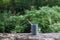 A toothbrush stands in a plastic glass on a tree, against the background of picturesque nature