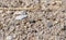 Toothed Dune Grasshopper Trimerotropis agrestis Perched on the Rocky Bed of the Dry Bottom of the Platte River