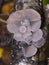 Toothed jelly fungus or false hedgehog mushroom, Pseudohydnum gelatinosum, growing on dead wood macro, selective focus