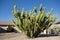 Toothpick or Stetsonia Coryne Cactus with tree-like appearance