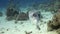 Toothy giant puffer fish Arothron stellatus underwater of Shaab Sharm.