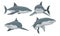 Toothy Huge Shark Vector Set. Sea Underwater Dangerous Mammal Collection