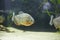 Toothy piranha fish lives in an aquarium, a pet