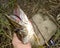 toothy predator river pike