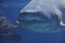 Toothy white shark
