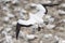 Top aerial view over adult Australasian gannet overflying the colony at Muriwai New Zealand in search of its nest and young