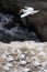 Top aerial view over adult Australasian gannet overflying the colony at Muriwai New Zealand in search of its nest and young