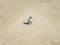 Top aerial view of young hipster sitting on the abstract sandy sea beach. summer exotic concept d