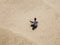 Top aerial view of young hipster sitting on the abstract sandy sea beach. summer exotic concept d