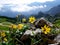 On top of Alpspitze in bavarian Alps - classic picture of mountains flower, rocks and astonished landscape background
