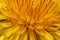 Top angle macro view onto fresh petals of Dandelion flower on fresh green background