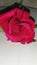 Top angle of pink budding rose cutting