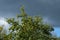 The top of the apple tree with a lot of apples against a dark cloud