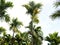 Top of areca nut or betel nut trees against the sky