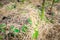 The top of the asparagus is preparing for flowering, close-up