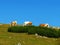 Top Austria Alps, cows at the top of the hill