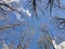 Top of bare beech trees on blue sky background in spring