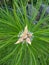 Top of a branch of young pine with buds