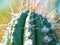 Top of the cactus, long spines. Beautiful natural texture, close-up