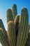 Top of the cactus, long spines. Beautiful natural texture, close-up