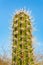 Top of cactus plant with many thorny spines