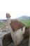 On the top of Castle at Switzerland and green village, travel destination, ancient historical landmark brick stone medival castle