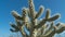 Top of Cholla Cactus in Sonora Desert