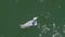 Top closeup of a white and blue gull swimming in the sunlit water