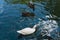 Top closeup of white and brown mallards flowing in the water