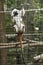 Top cotton tamarain monkey at southwicks zoo mendon mass