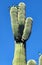 Top Crown Blooming  Saguaro  Cactus  Buds Desert Wild Native Plant  Blue Sky Scene Nature Photography