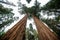 Top crowns of giant Sequoia trees taken from below in Sequoia National Park, California