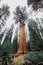 Top crowns of giant Sequoia trees taken from below in Sequoia National Park, California