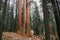 Top crowns of giant Sequoia trees taken from below in Sequoia National Park, California