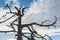 Top of dead pine tree with sky and clouds