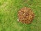 Top down from above view of pile of fallen brown leaves against green grass background