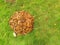 Top down from above view of pile of fallen brown leaves against green grass background