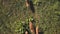 Top down aerial over purebred Beagle dogs at green grass valley. Nature landscape. Biodiversity