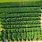 At a top down aerial photograph shows a lush summer