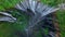 Top down aerial view descending and spinning at Tumpak Sewu waterfall, Indonesia