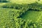 Top down aerial view of green summer forest with large area of cut down trees as result of global deforestation industry. Harmful