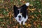 Top-Down Border Collie Dog with Leaf on her Head