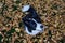 Top-Down Border Collie Sits on Fallen Leaves