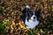 Top-Down Border Collie Sitting on Fallen Autumn Leaves