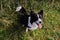 Top-Down Border Collie Sitting in the Grass