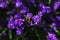 A top down close up portrait of a purple lavender flower with a bumblebee hanging on the side of it part of a big bush standing.