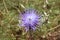 Top down close up of a spiky purple thistle