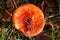 Top down detail view of mushroom in grass